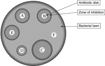<strong>Read the following scenario to answer the questions that follow. In order to test the susceptibility of bacteria (if the bacteria are susceptible to being killed)to an antibiotic, a common laboratory test called the Bauer-Kirby Disk Diffusion test is used. First, a petri dish (a shallow, circular, transparent dish with a flat lid)is partially filled with nutrient-enriched agar (a gelatinous material). The nutrients encourage growth of specific bacterial species. The agar is poured as liquid but then typically solidifies to a soft consistency. Once the agar is set, a lawn of bacteria is spread such that a thin layer covers the top of the agar. Antibiotics are then applied to the lawn in a small dose, often through small, saturated paper disks. The dish is typically incubated for 24-48 hours and then observed for susceptibility. If the antibiotic is effective, it will kill the bacteria and leave a clear area called the zone of inhibition due to inhibited bacterial growth. The area starts at the source of the antibiotic and radiates outward. Scientists measure the diameter of the zone and then compare it to an established cutoff value for a zone specific to antibiotic/organism combinations. A large zone of inhibition in comparison to the standard indicates susceptibility while a small or no zone indicates resistance. Consider the following image, and answer the questions that follow: What can you conclude about the susceptibility of the bacteria to the antibiotics?</strong> A)The bacteria are more susceptible to antibiotic A than antibiotic C. B)The bacteria are more susceptible to antibiotic D than antibiotic B. C)The bacteria are more susceptible to antibiotic C than antibiotic E. D)The bacteria are more susceptible to antibiotic D than antibiotic A.