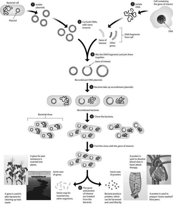 <strong>Recombinant DNA technology produces transgenic bacteria with a human gene that codes for a human protein. What problem could be associated with this process?  </strong> A)formation of a bacterium that cannot synthesize the product B)production of a human protein that does not function normally C)a bacterium with DNA that is resistant to restriction enzymes D)production of the mouse form of the protein instead of the human form <div style=padding-top: 35px> 