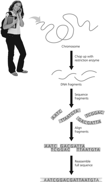 <strong>What method is illustrated by this figure?  </strong> A)DNA gel electrophoresis B)whole-genome shotgun method C)STR analysis D)recombinant DNA technology <div style=padding-top: 35px> 