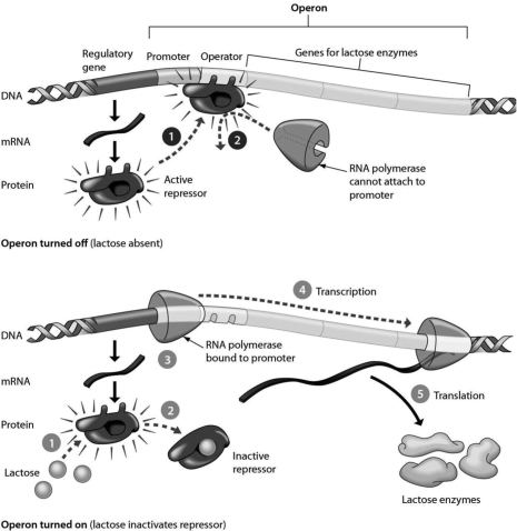 <strong>The lac operon is shown in the accompanying figure. The lac operon is usually in the ________ position and is activated by ________. </strong> A)on; the repressor B)off; lactose C)off; the repressor D)on; the promoter