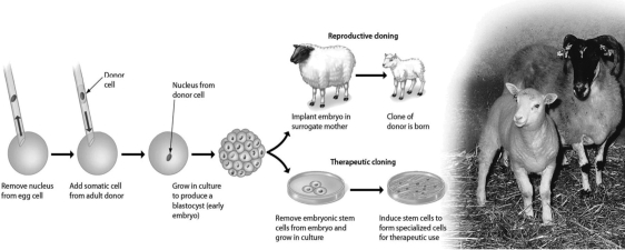 <strong>Consider the accompanying figure, which outlines cloning by nuclear transplantation. Why does the clone NOT resemble the surrogate mother? </strong> A)The sperm came from a male donor, who would also pass some of his traits to the clone. B)The embryonic cells are adversely influenced by the surrogate. C)The DNA for the clone comes from the genetic donor, not the surrogate. D)The nuclear material from the egg would influence the appearance of the clone.