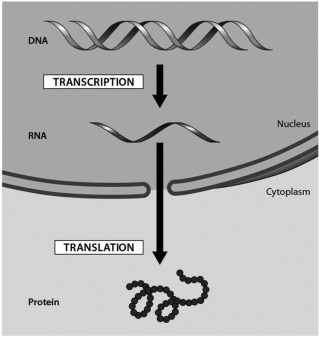 <strong>The accompanying figure shows the flow of genetic information in a eukaryotic cell. The transfer of information from RNA into a protein is known as ________. </strong> A)DNA replication B)transcription C)translation
