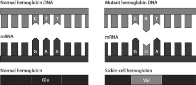 <strong>Consider the following figure. It illustrates that a single amino acid substitution in the hemoglobin gene ________. </strong> A)always involves adenine and uracil B)changes an amino acid in the hemoglobin protein C)is a silent mutation D)causes a nonsense mutation