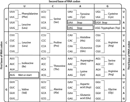 <strong>An mRNA is expressed that begins with the sequence AUGGGGCGAAUU. Using the genetic code below, determine what peptide will be translated from this mRNA. </strong> A)Ser-Pro-Thr-Val B)Met-Gly-Arg-Ile C)Asp-Met-Val-Gly D)Val-Gly-Glu-Met
