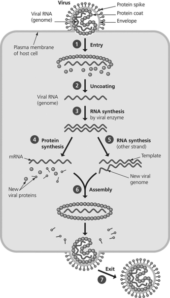 <strong>This figure shows the reproductive cycle of a virus that causes mumps. If a researcher wanted to develop a drug to prevent mumps proteins from being translated, what step would they target? </strong> A)Step 2 B)Step 3 C)Step 4 D)Step 5