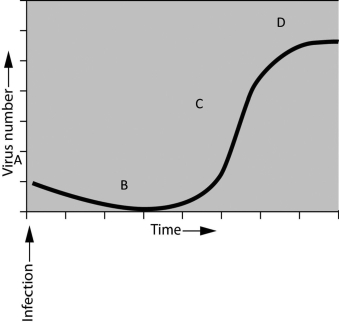 <strong>Please read the following scenario to answer the following questions If you were asked to study the pattern of bacterial growth (increase in numbers over time)during an infection, you would find that numbers of bacteria increase exponentially up to a certain point. Assume that you have been asked to interpret the growth of bacteriophages. You infect the host bacteria and measure the increase of phages over a defined period of time. You plot the results and observe the graph shown here. The first thing you notice is that there is no immediate increase in viruses following infection. This is because ________.</strong> A)it takes the virus time to adapt to the host B)although the virus has infected the host, it takes time to complete the lytic cycle C)the host is immune to the virus D)the virus is in a lysogenic cycle throughout the experiment