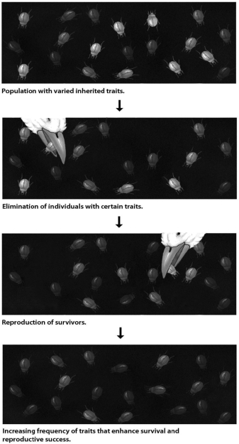 <strong>In the process of evolution by natural selection illustrated in this figure, what is the mechanism or agent of natural selection?  </strong> A)artificial selection B)selective breeding C)selective predation D)genetic drift <div style=padding-top: 35px> 