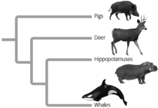<strong>In the figure shown, which animals are most closely related?  </strong> A)pigs and Hippopotamuses B)deer and Hippopotamuses C)whale and Hippopotamuses. D)pigs and Whales. <div style=padding-top: 35px> 