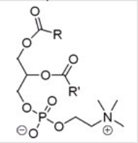 All except one of the statements below are true about the molecule given.Which statement is not correct?