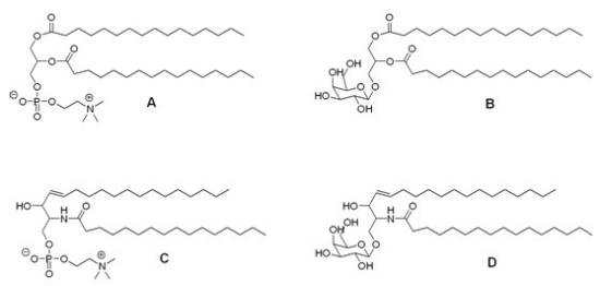 <strong>Sphingomyelins are a major component of the myelin sheath.Damage to the myelin sheath results in such diseases as multiple sclerosis.Which compound below corresponds to a sphingomyelin? </strong> A)A B)B C)C D)D
