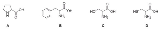 <strong>Which is the correct structure for serine? </strong> A)A B)B C)C D)D