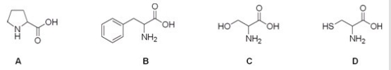<strong>Which is the correct structure for the amino acid proline? </strong> A)A B)B C)C D)D