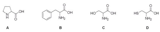 <strong>Which is the correct structure for the amino acid cysteine? </strong> A)A B)B C)C D)D