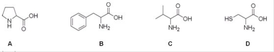 Which is the correct structure for the amino acid valine?  