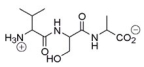 <strong>What amino acid is at the C-terminus of the following peptide? </strong> A)Valine B)Serine C)Alanine D)Proline
