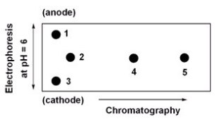 Below is a 2D chromatogram that shows the separation of five amino acids.In this technique,the amino acid mixture is first separated by chromatography using a polar solvent system.Then the plate is rotated 90°,and the amino acids are further separated by electrophoresis.Identify the spots obtained from a mixture of Trp,Glu,Lys,Ile and Thr.A table with isoelectric points is included to aid in solving this problem. amino acid-pI value Trp-5.9 Glu-3.2 Lys-9.7 Ile-6.0 Thr-5.6