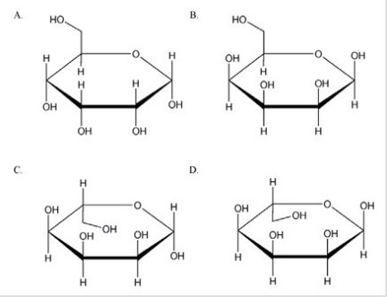 Which is the correct Haworth projection for the aanomer of allose?