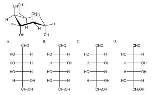 Which is the correct Fischer projection for the open-chain form of the carbohydrate shown below?