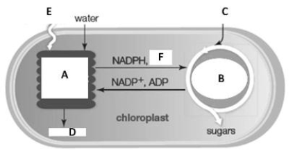 Which energy sources drive the light-dependent and light-independent reactions of photosynthesis?