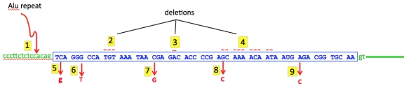 In the sequence below, the blue sequence represents an exon containing coding DNA near the beginning of a large gene and green lines and letters are flanking intron sequence. Nine mutations are shown: an insertion of an Alu repeat insertion plus three deletions at top and five single nucleotide substitutions below. Comment on the mutation class in each case and on its likely effect.