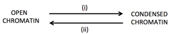 With respect to the interconversion between open and condensed chromatin shown below: Which of the directions (i) or (ii) would you anticipate would be the consequence of the following types of chromatin modification? a) Histone acetylation. b) DNA methylation. c) Histone methylation. d) Histone deacetylation. e) DNA demethylation.
