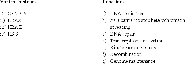 Match individual variant histones i) to iv) to one or more of the possible functions listed in a) to g).
