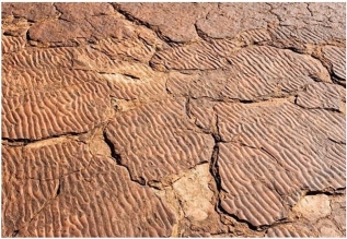 <strong> What sedimentary structure(s)can you identify in the above image?</strong> A)Ripplemarks and graded bedding B)Graded bedding C)Ripplemarks D)Cross-bedding and graded bedding