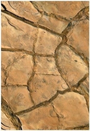 <strong> What sedimentary structure is visible in this image?</strong> A)Mudcracks B)Graded bedding C)Ripplemarks D)Cross-bedding