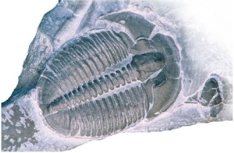 <strong> What organism is visible in this image?</strong> A)Amphibian B)Brachiopod C)Crinoid D)Trilobite