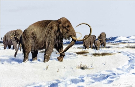 <strong> In what geologic time period would the mammoth in this image have existed?</strong> A)Neogene to Quaternary Periods B)Cambrian Period C)Jurassic to Cretaceous Periods D)Permian Period