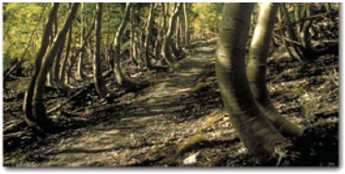 <strong> Identify the mass-wasting event in this image.</strong> A)Mudflow B)Creep C)Solifluction D)Rockslide