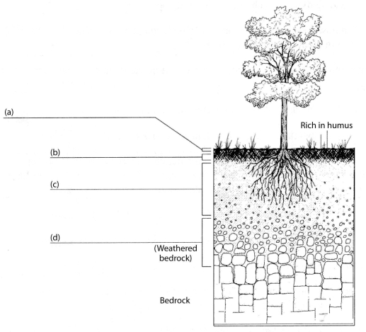 Fill in the blanks on the diagram below with the names of the soil layers that are labeled.