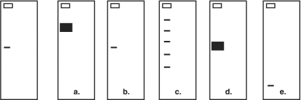 <strong>Figure 9.2 The figure at the left of Figure 9.2 shows a gene identified by Southern blotting. What will a Southern blot of the same gene look like after PCR?</strong> A) a B) b C) c D) d E) e