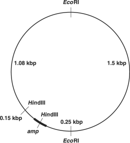 <strong>Figure 9.1 How many pieces will EcoRI produce from the plasmid shown in Figure 9.1?</strong> A) 2 B) 1 C) 4 D) 5 E) 3