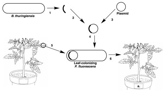 <strong>Figure 9.3 In Figure 9.3, the purpose of this experiment is to</strong> A) Put a gene in Bacillus. B) Put a gene into a plant. C) Put an insecticide on plant leaves. D) Isolate Pseudomonas from a plant. E) None of the above.