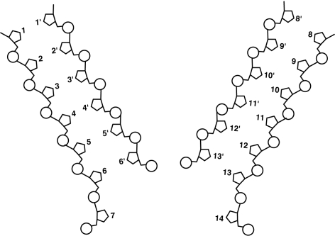 <strong>Figure 8.2 In Figure 8.2, if base 4 is thymine, what is base 4'?</strong> A) Adenine B) Uracil C) Cytosine D) Thymine E) Guanine
