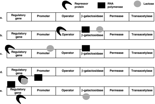 <strong>Figure 8.4 In Figure 8.4, which model of the lac operon correctly shows RNA polymerase, lactose, and repressor protein when the structural genes are being transcribed?</strong> A) a B) b C) c D) d E) e