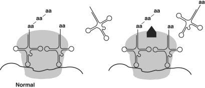 <strong>Figure 8.3 In Figure 8.3, the antibiotic chloramphenicol binds the 50S ribosome as shown. From this information you can conclude that chloramphenicol</strong> A) Prevents transcription in prokaryotes. B) Prevents mRNA- ribosome binding. C) Prevents translation in prokaryotes. D) Prevents translation in eukaryotes. E) Prevents transcription in eukaryotes.