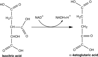 <strong>Figure 5.1 Which compound is being reduced in the reaction in Figure 5.1?</strong> A) Isocitric acid and a- ketoglutaric acid B) NADH C) NADH and isocitric acid D) NAD+ E) a- ketoglutaric acid and NAD+