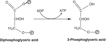 <strong>Figure 5.4 An enzyme, citrate synthase, in the Krebs cycle is inhibited by ATP; this is an example of all of the following except</strong> A) Noncompetitive inhibition. B) Competitive inhibition. C) Feedback inhibition. D) Allosteric inhibition. E) None of the above.