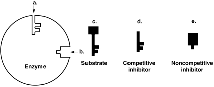 <strong>Figure 5.3 How would a noncompetitive inhibitor interfere with a reaction involving the enzyme in Figure 5.3?</strong> A) It would bind to a. B) It would bind to b. C) It would bind to c. D) It would bind to d. E) Can't tell.