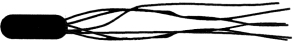 <strong>Figure 4.2   Which of the following terms best describes the cell in Figure 4.2?</strong> A) Lophotrichous flagella B) Amphitrichous flagella C) Peritrichous flagella D) Axial filament E) Monotrichous flagella <div style=padding-top: 35px> 