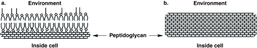 <strong>Figure 4.3   In Figure 4.3, which diagram of a cell wall is decolorized by acetone- alcohol?</strong> A) a B) b C) Both a and b D) Neither a nor b E) Can't tell <div style=padding-top: 35px> 