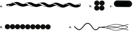 <strong>Figure 4.1   In Figure 4.1, which drawing possesses an axial filament?</strong> A) a B) b C) c D) d E) e <div style=padding-top: 35px> 