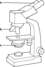 <strong>Figure 3.1 In Figure 3.1 line B points to the microscope's</strong> A) ocular lens. B) condenser. C) illuminator. D) objective lens.