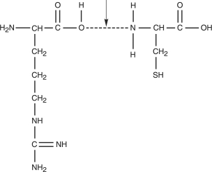 <strong>Figure 2.3 What kind of bond is at the arrow in Figure 2.3?</strong> A) Double covalent bond B) Peptide bond C) Hydrogen bond D) Ionic bond E) None of the above