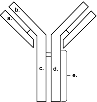 <strong>Figure 17.2 In Figure 17.2, which areas are similar for all IgG antibodies?</strong> A) a and b B) a and c C) b and c D) c and d E) b and d