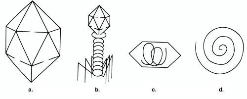 <strong>Figure 13.1 In Figure 13.1, the structures illustrated are composed of</strong> A) RNA B) DNA C) Capsomeres D) Capsids E) DNA or RNA