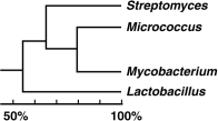 <strong>Figure 10.3 Using the cladogram shown in Figure 10.3, which two organisms are most closely related?</strong> A) Mycobacterium and Lactobacillus B) Streptomyces and Micrococcus C) Micrococcus and Mycobacterium D) Streptomyces and Lactobacillus E) Streptomyces and Mycobacterium