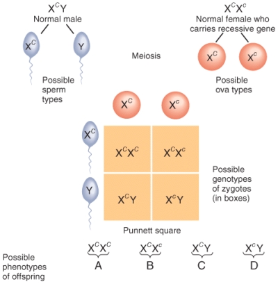Use the Punnett square of inheritance of red-green color blindness that is shown in the diagram to answer the following question. Recall that uppercase C is the dominant trait and lowercase c is the recessive trait. Which of the offspring in the diagram would be red-green color blind?